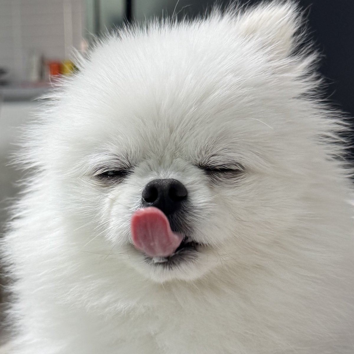 아이샤 AISHA tweet media