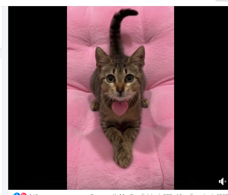 Qua la Zampa tweet media