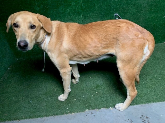 LancasterAnimalShelt tweet media