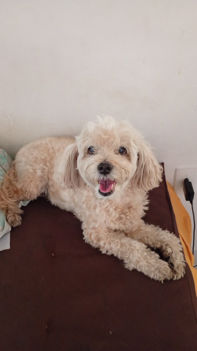 ⭐ Cláu~Mulher codinome força 🚩 tweet media