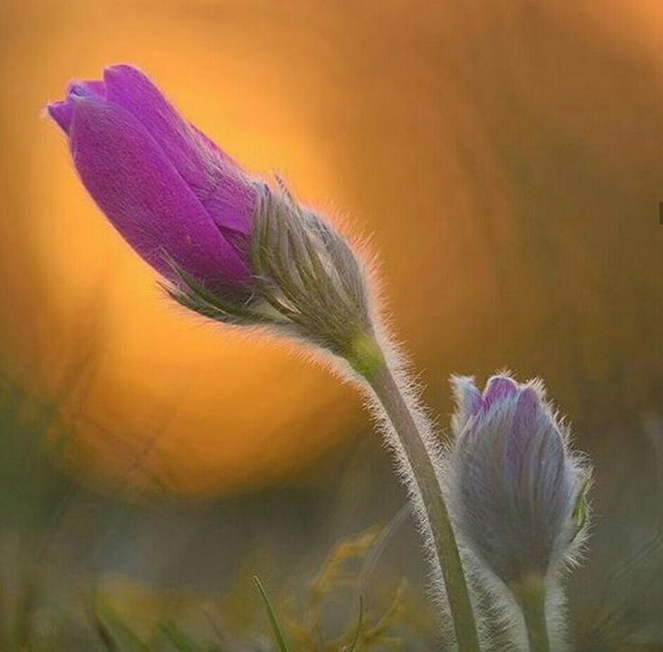 Untamedpath's tweet image. "Fading light and forest whispers."

#ForestMagic

​#MacroMagic #PetalStory #NatureObsessed #WildAndGreen #EarthVisuals #FlowerPhotography #BotanicalBeauty