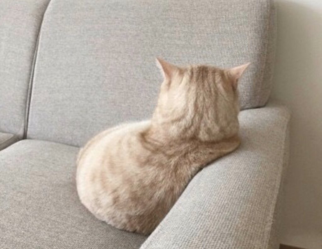 지돌장군 tweet media