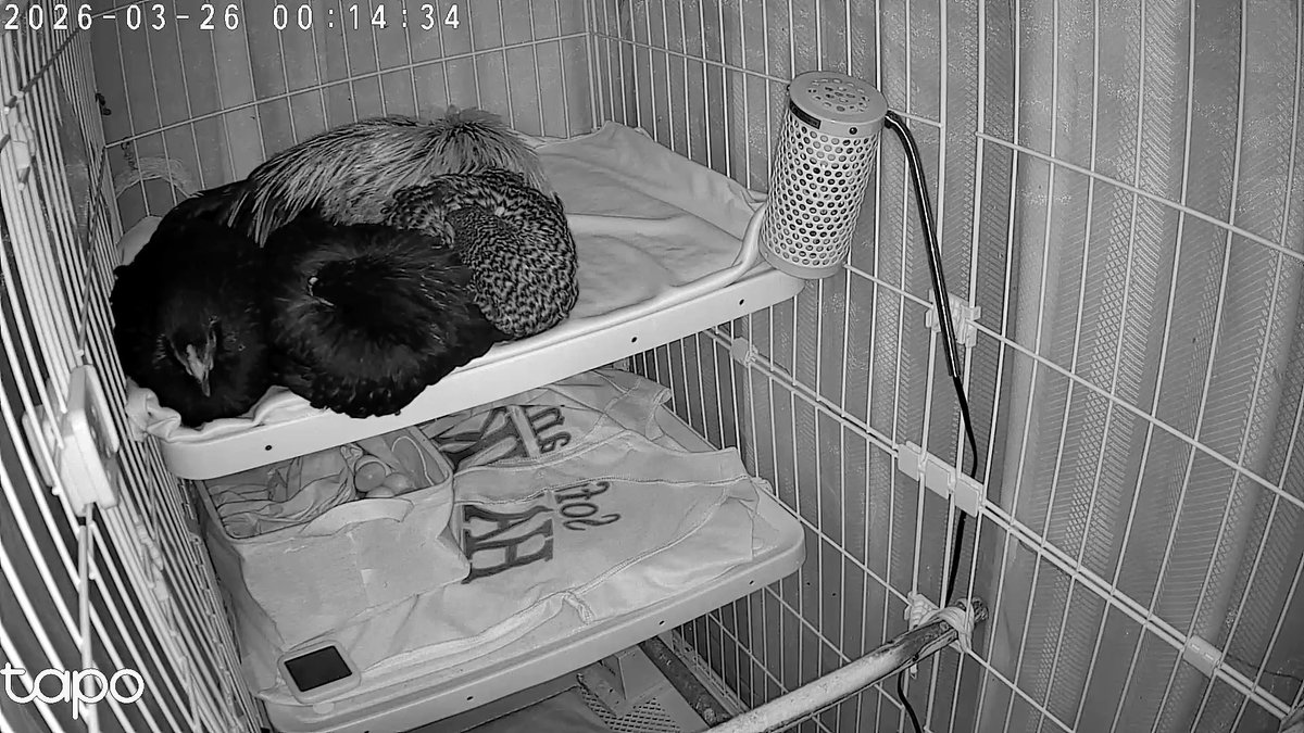 ちゃみ tweet media