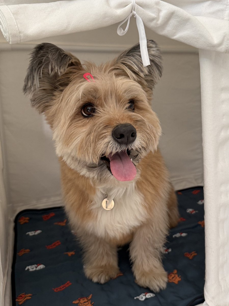 장안동불주먹 레오 tweet media