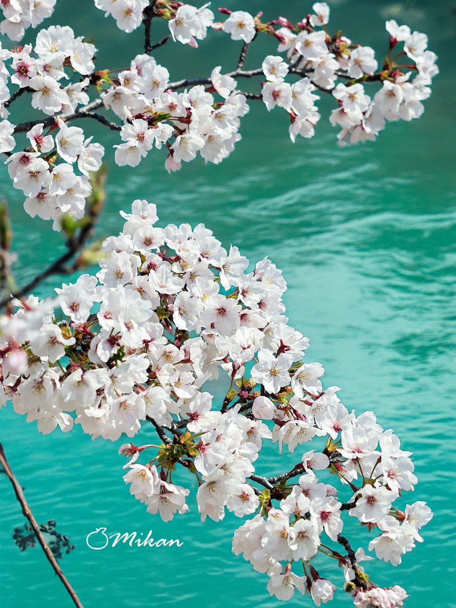 🍊夏みかん🎀 tweet media