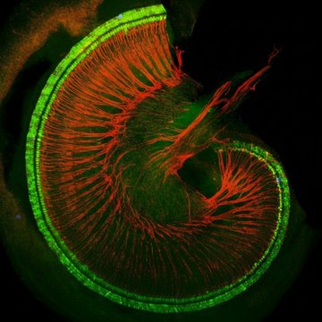 Julián Castellanos tweet media