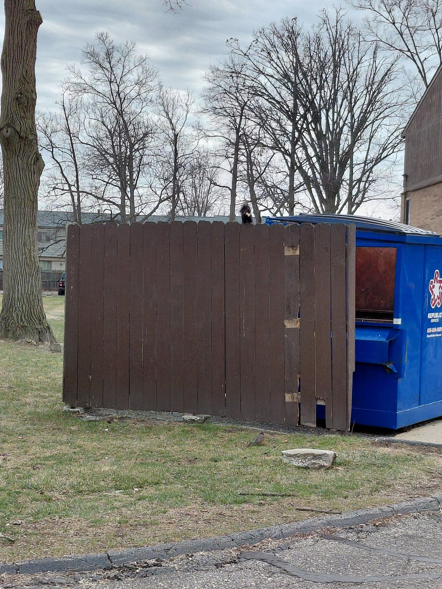 max (=ↀωↀ=) ⚧️ tweet media