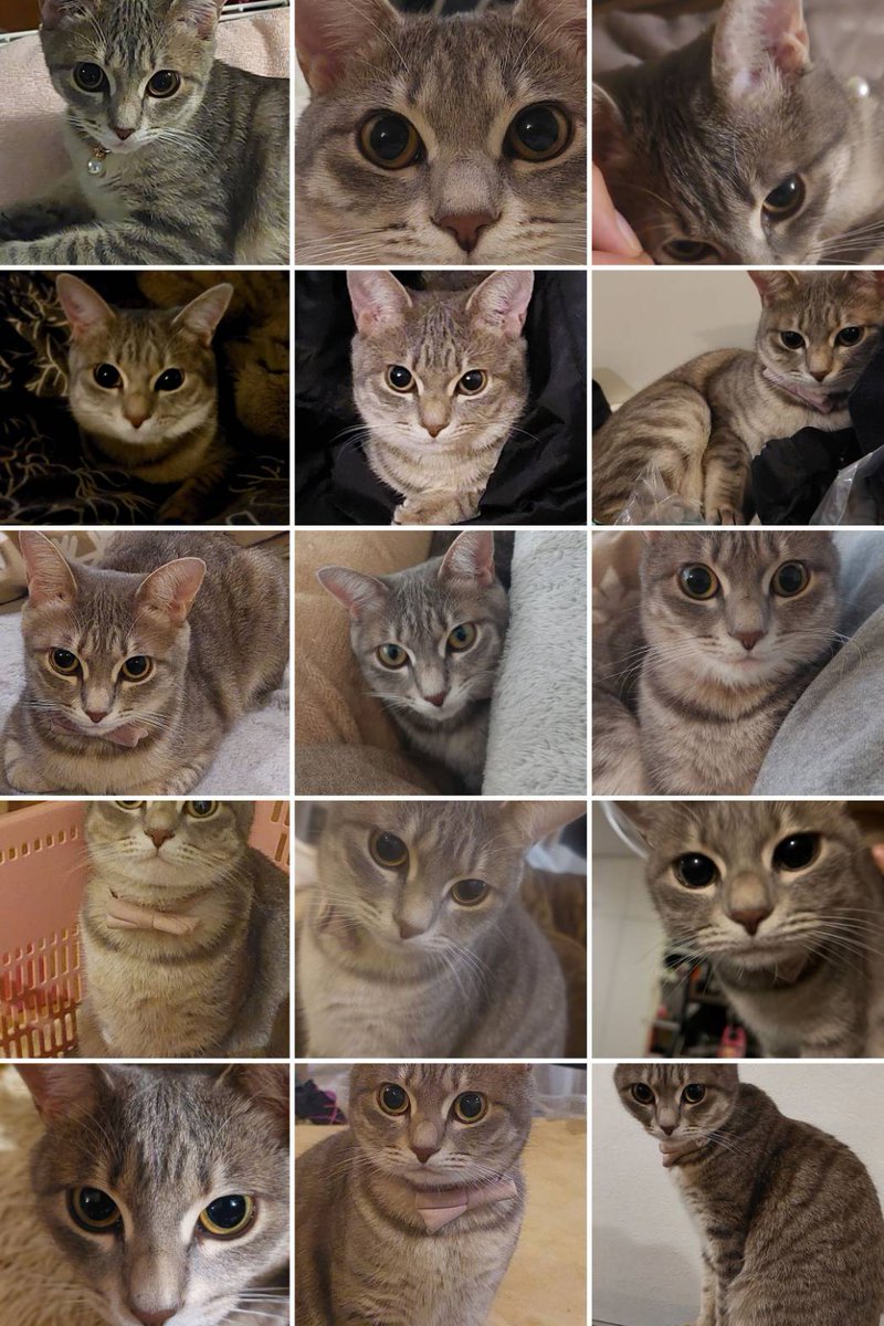 陽気な おっちゃん🔑🐱 tweet media