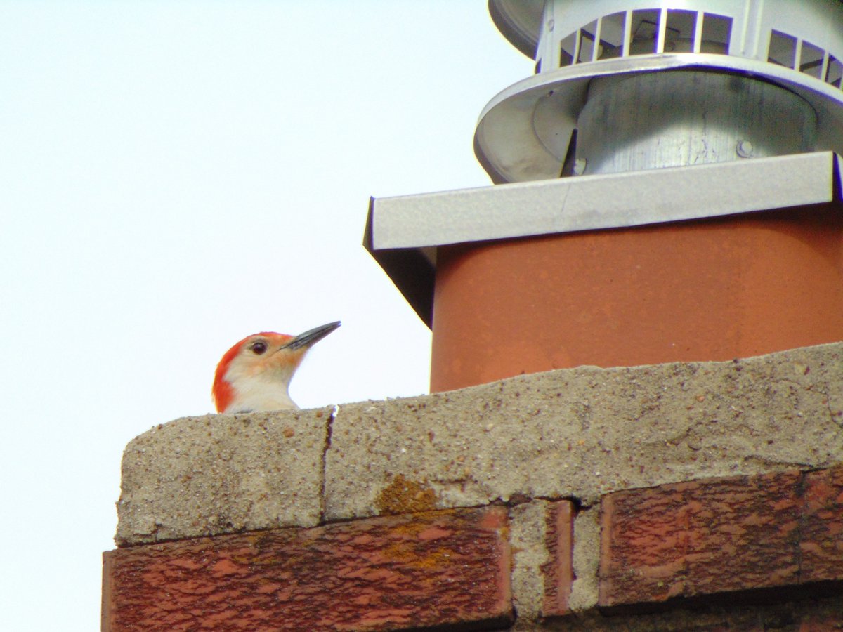 Catbird 🐈🐦‍⬛ tweet media