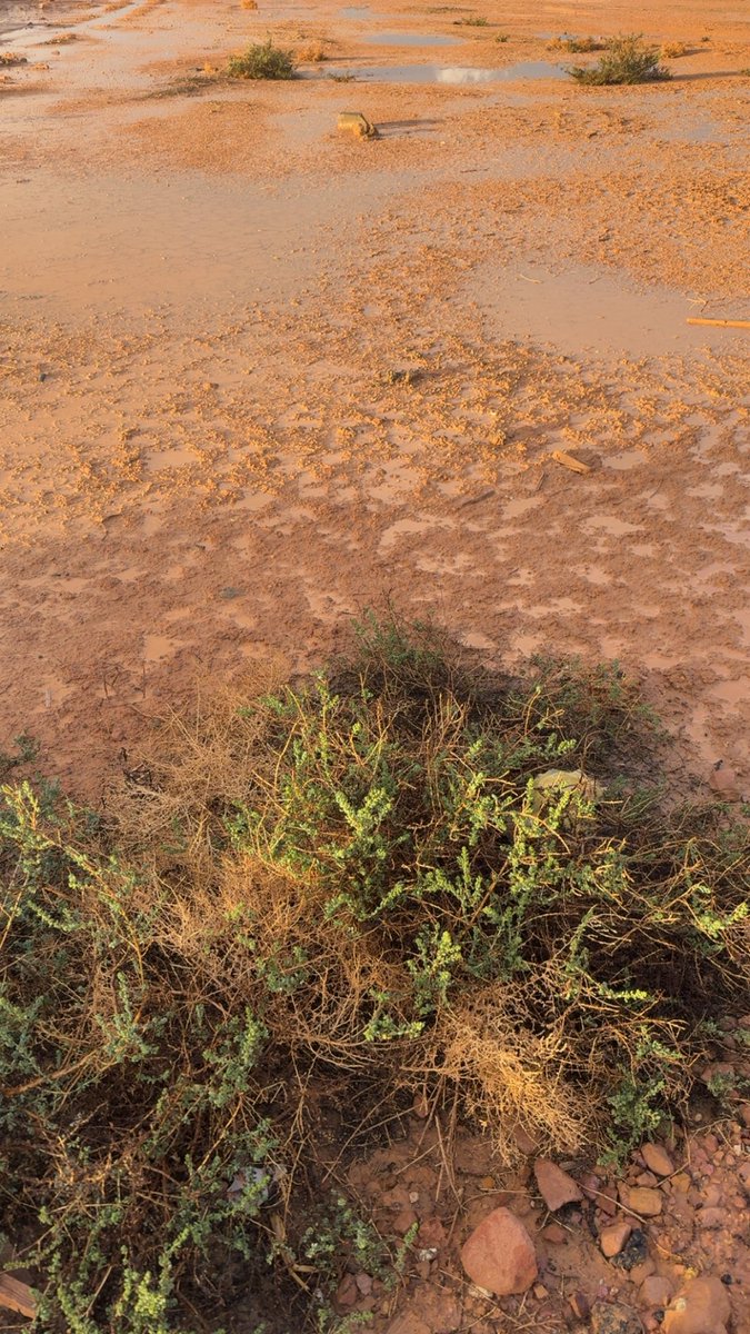 ملاك الخالدي tweet media