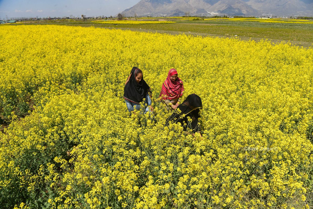 Basit Zargar (باسط) tweet media