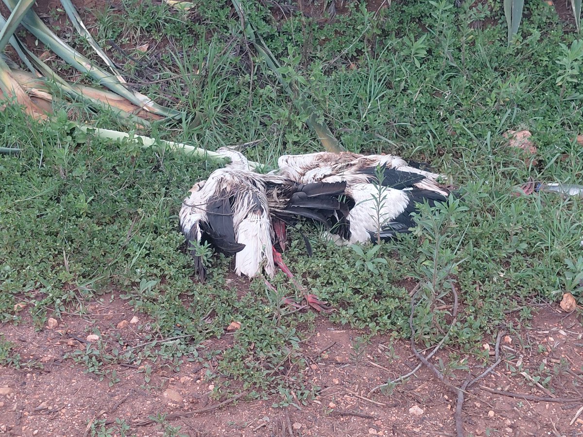 Anjeyo E. Ananda tweet media