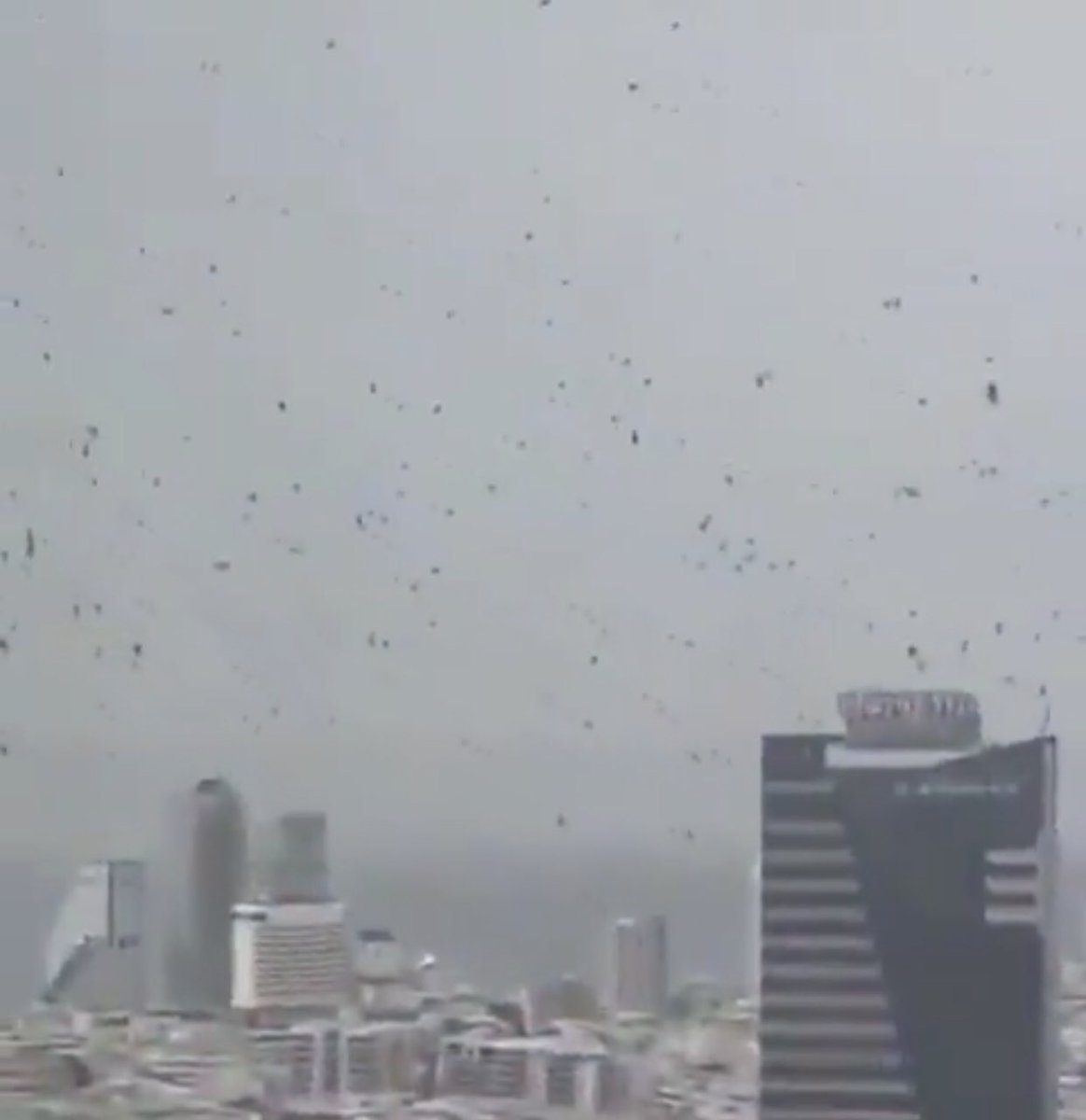 هاشم tweet media