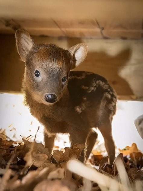 Tired Individual tweet media