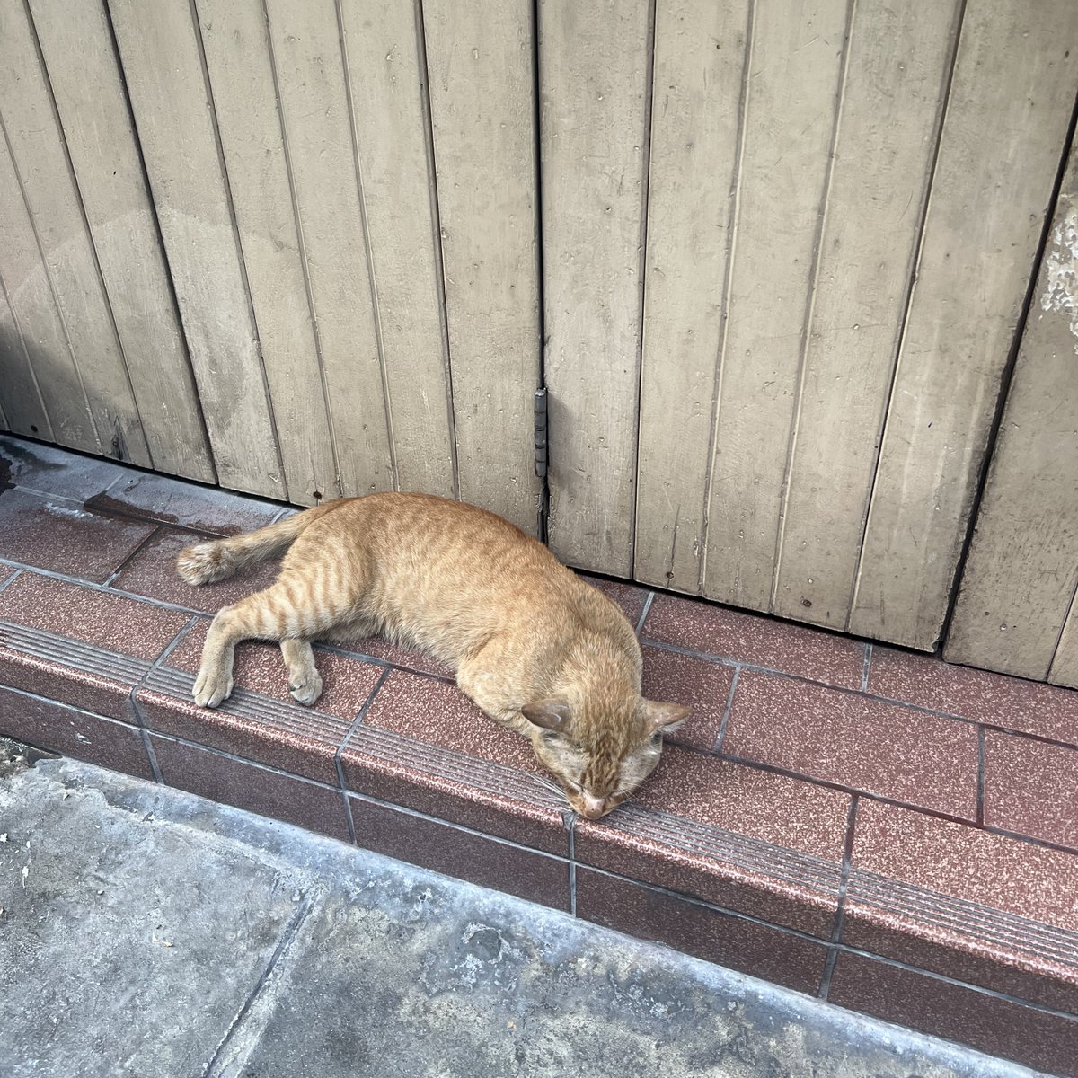 런런짱 tweet media