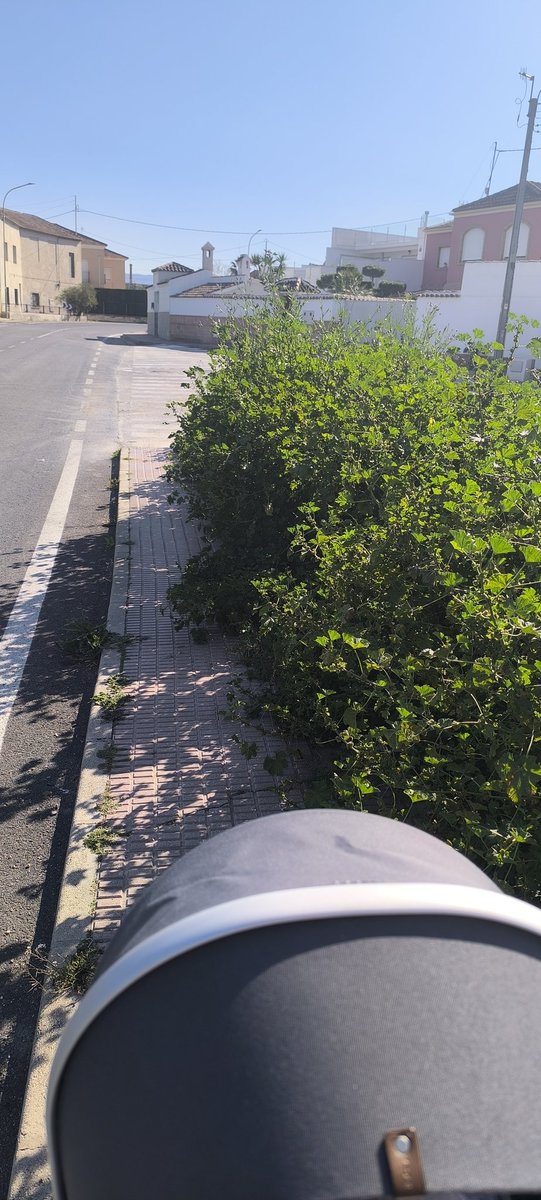 ymicerveza's tweet photo. @AytAlcantarilla a ver si se va limpiando el tramo de acera de carretera de Puebla de Soto, la hierbas son tan altas que no dejan casi ni pasar https://t.co/79LFbI0xc3