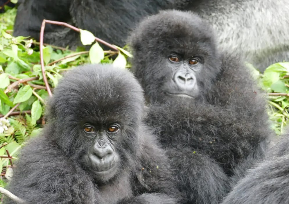 apes_ts_sol's tweet photo. Following in your footsteps @wallstreetbets

We’ve adopted two gorillas through the Dian Fossey Gorilla Fund.

This is just the beginning. 

$APES TOGETHER STRONG 🦍 https://t.co/SHK8cmDdpG