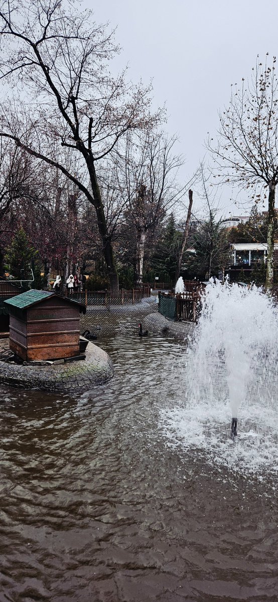 Frisbee Fatih tweet media