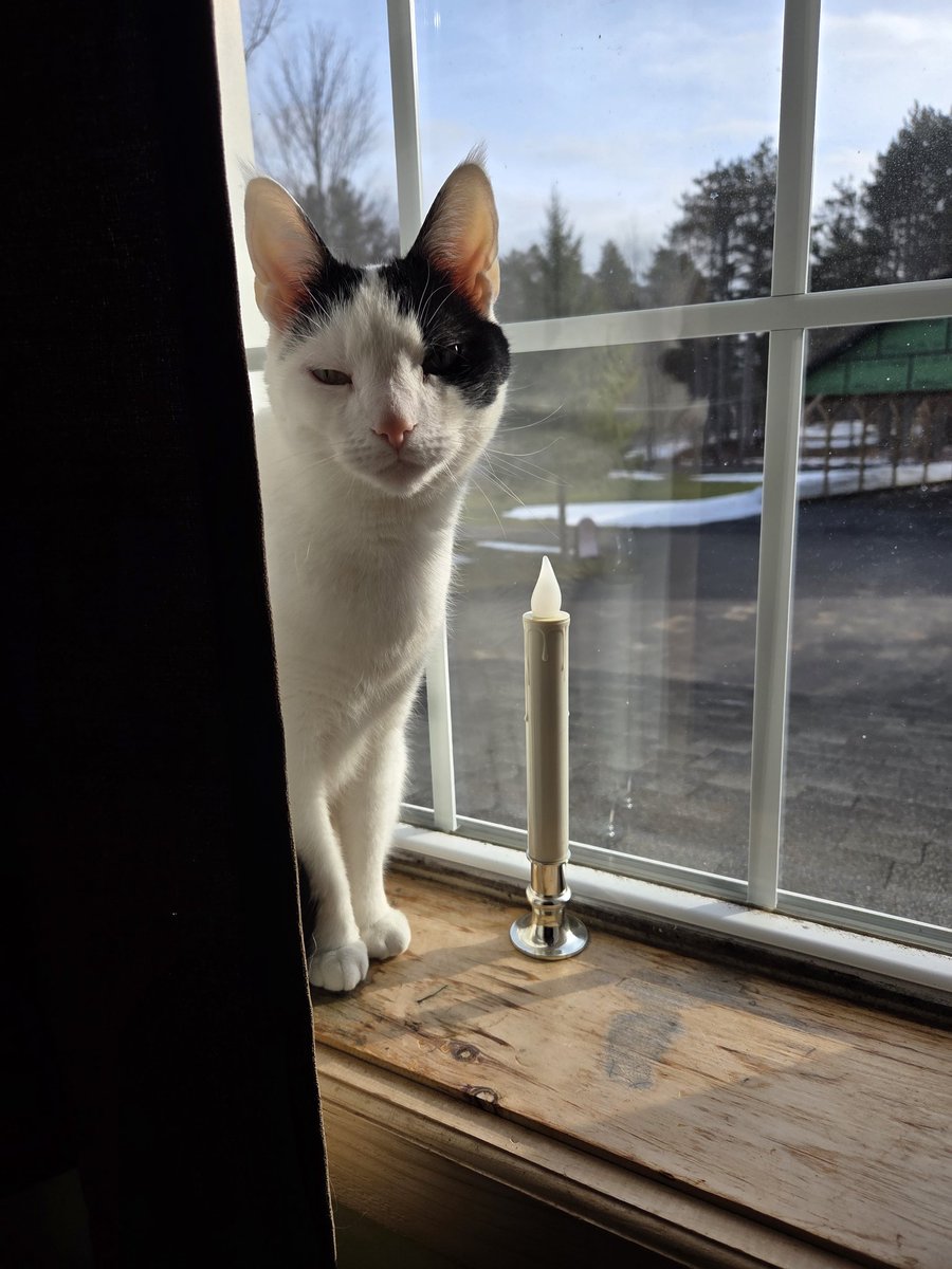 TheSprinklesCat's tweet image. What a difference a week makes! Sitting on pawtrol in the upstairs window, this morning. Not as much snow left, but still not warm. Hope mew have a purrfect #HumpDay! #cowcat #CatsOfTwitterX #AdoptDontShop #StaySafeFurrends