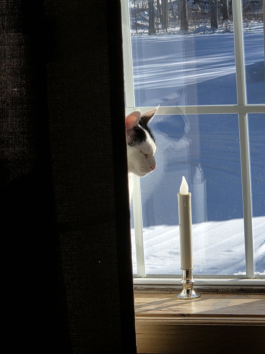 TheSprinklesCat's tweet image. What a difference a week makes! Sitting on pawtrol in the upstairs window, this morning. Not as much snow left, but still not warm. Hope mew have a purrfect #HumpDay! #cowcat #CatsOfTwitterX #AdoptDontShop #StaySafeFurrends