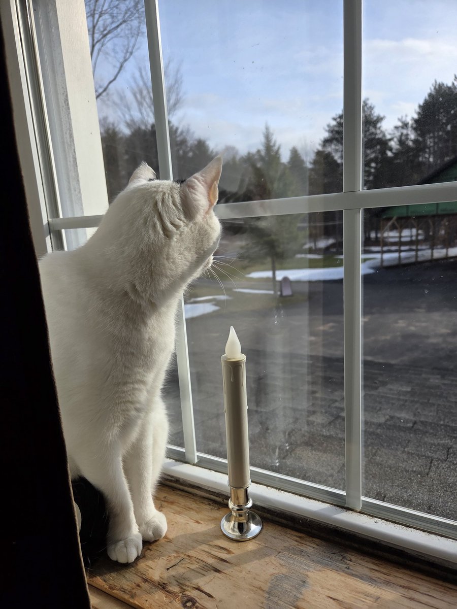 TheSprinklesCat's tweet image. What a difference a week makes! Sitting on pawtrol in the upstairs window, this morning. Not as much snow left, but still not warm. Hope mew have a purrfect #HumpDay! #cowcat #CatsOfTwitterX #AdoptDontShop #StaySafeFurrends