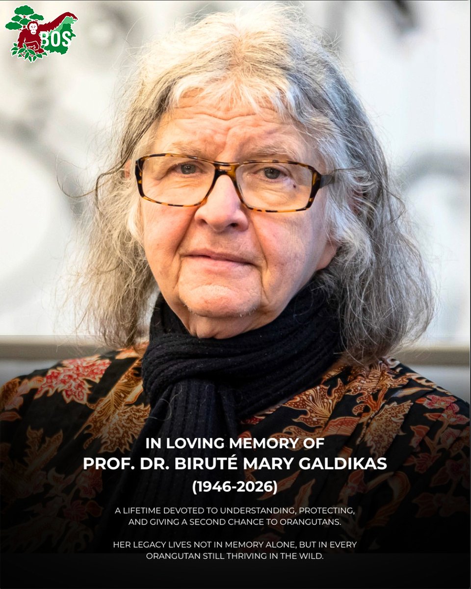 Borneo Orangutan Survival USA tweet media