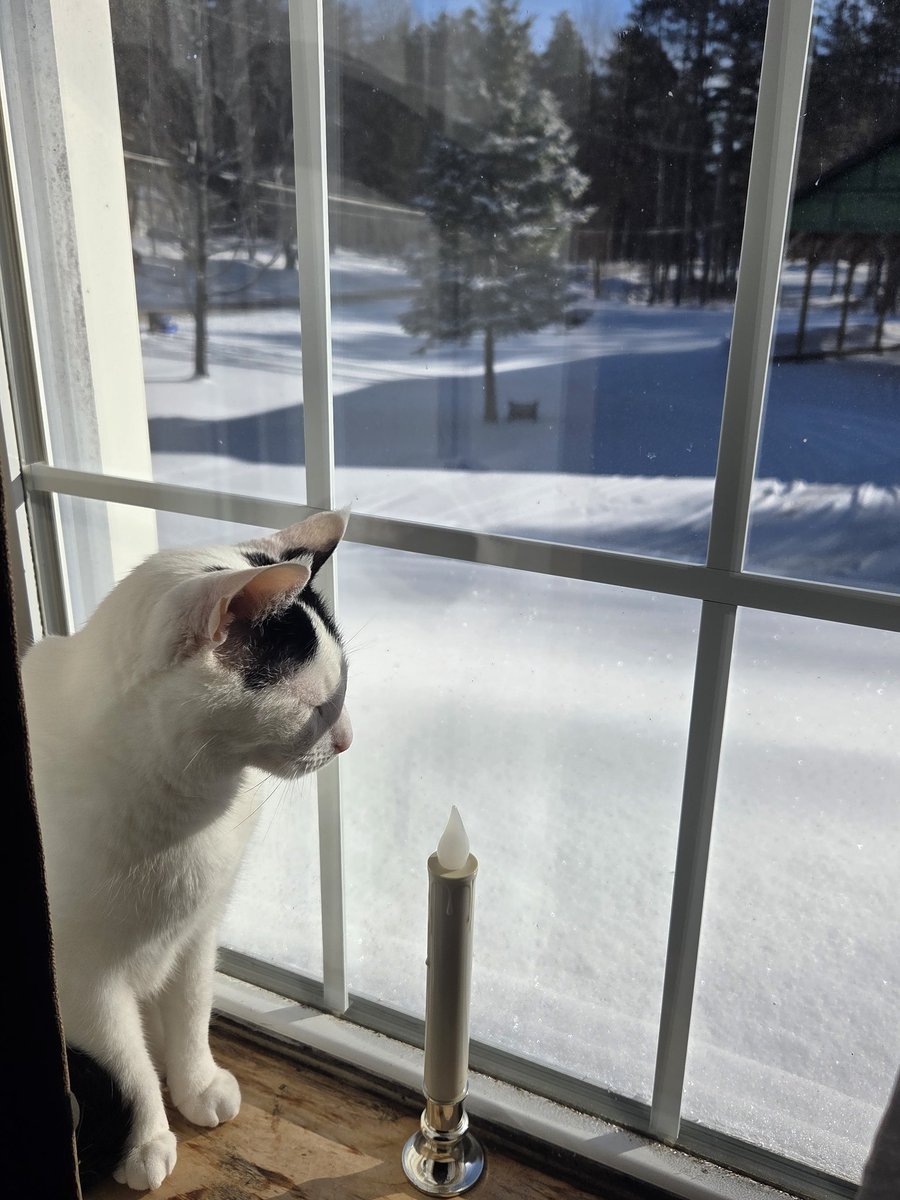 TheSprinklesCat's tweet image. What a difference a week makes! Sitting on pawtrol in the upstairs window, this morning. Not as much snow left, but still not warm. Hope mew have a purrfect #HumpDay! #cowcat #CatsOfTwitterX #AdoptDontShop #StaySafeFurrends