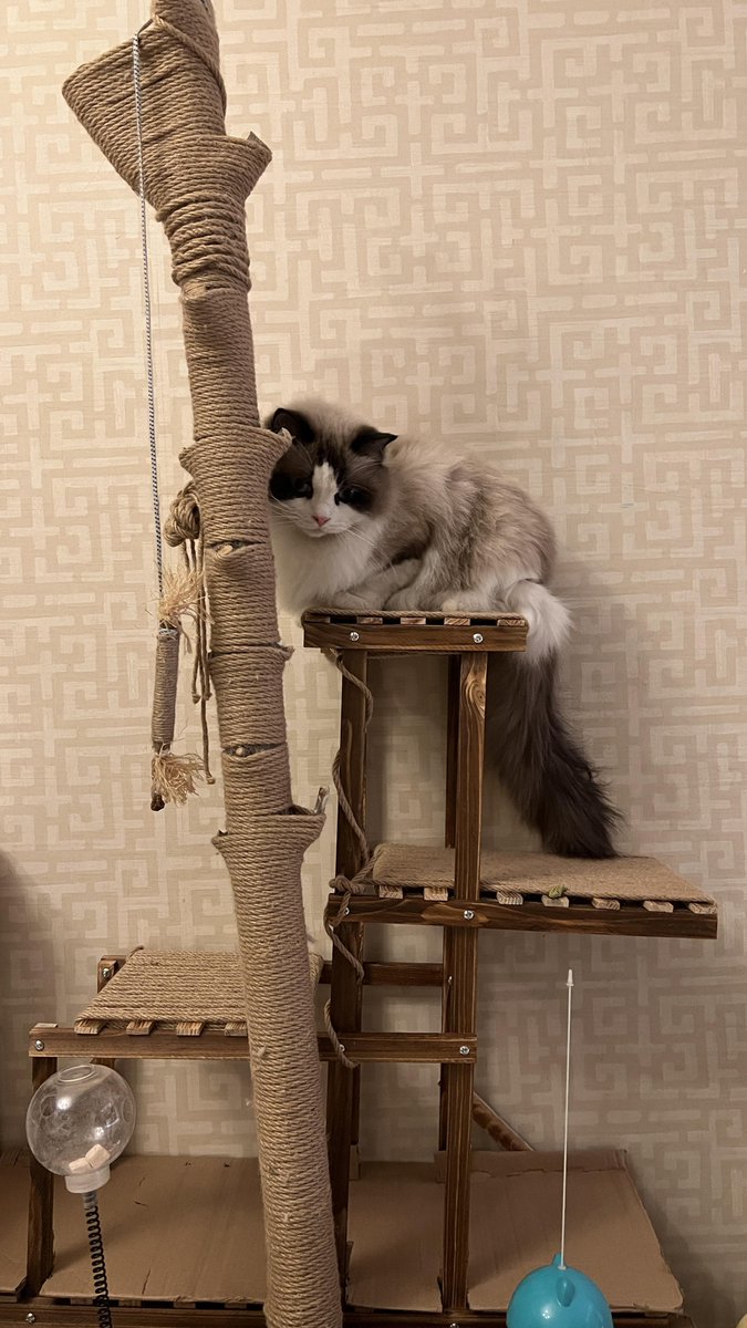 Alfeu Dagataosa tweet media