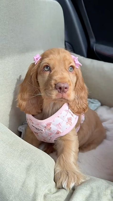 ʏᴇꜱᴇɴɪᴀ. tweet media