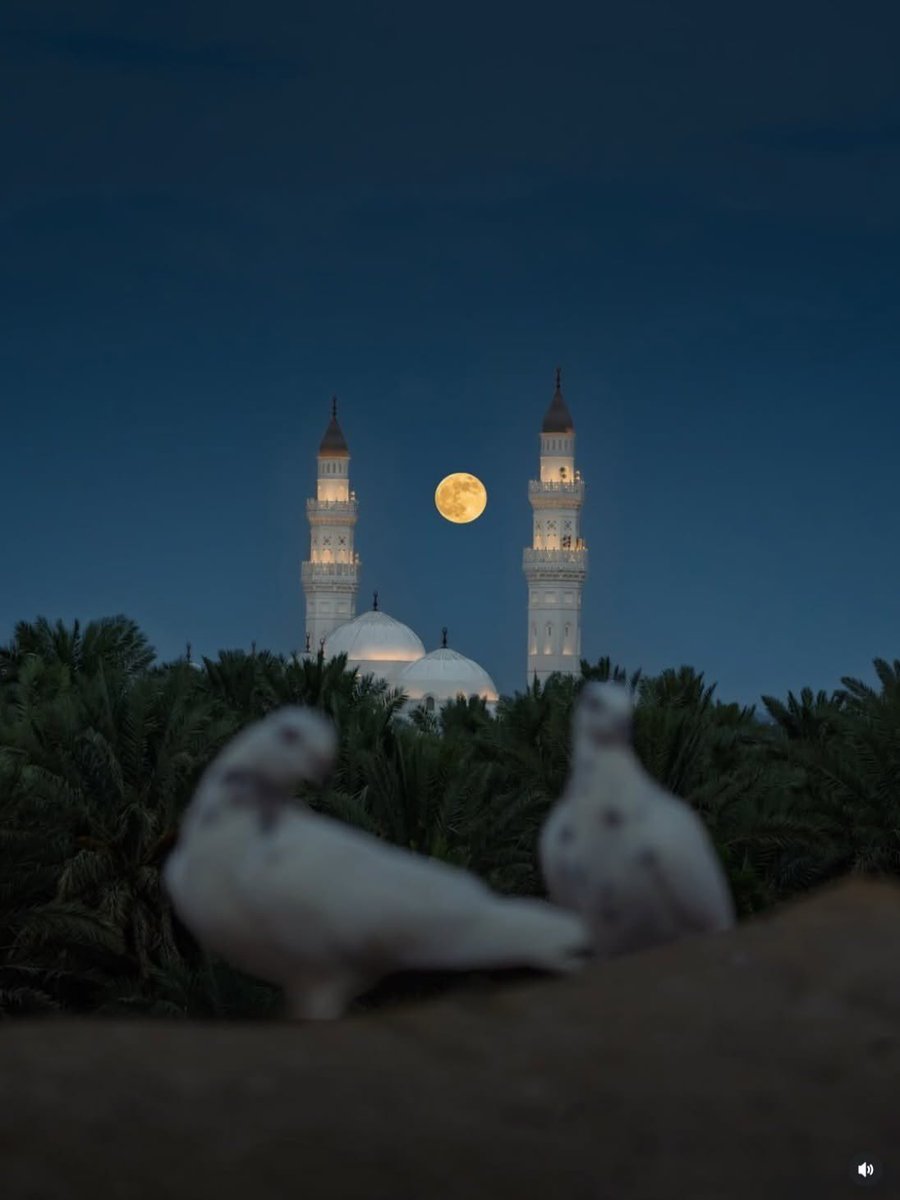 Halal Nation ☪︎ tweet media