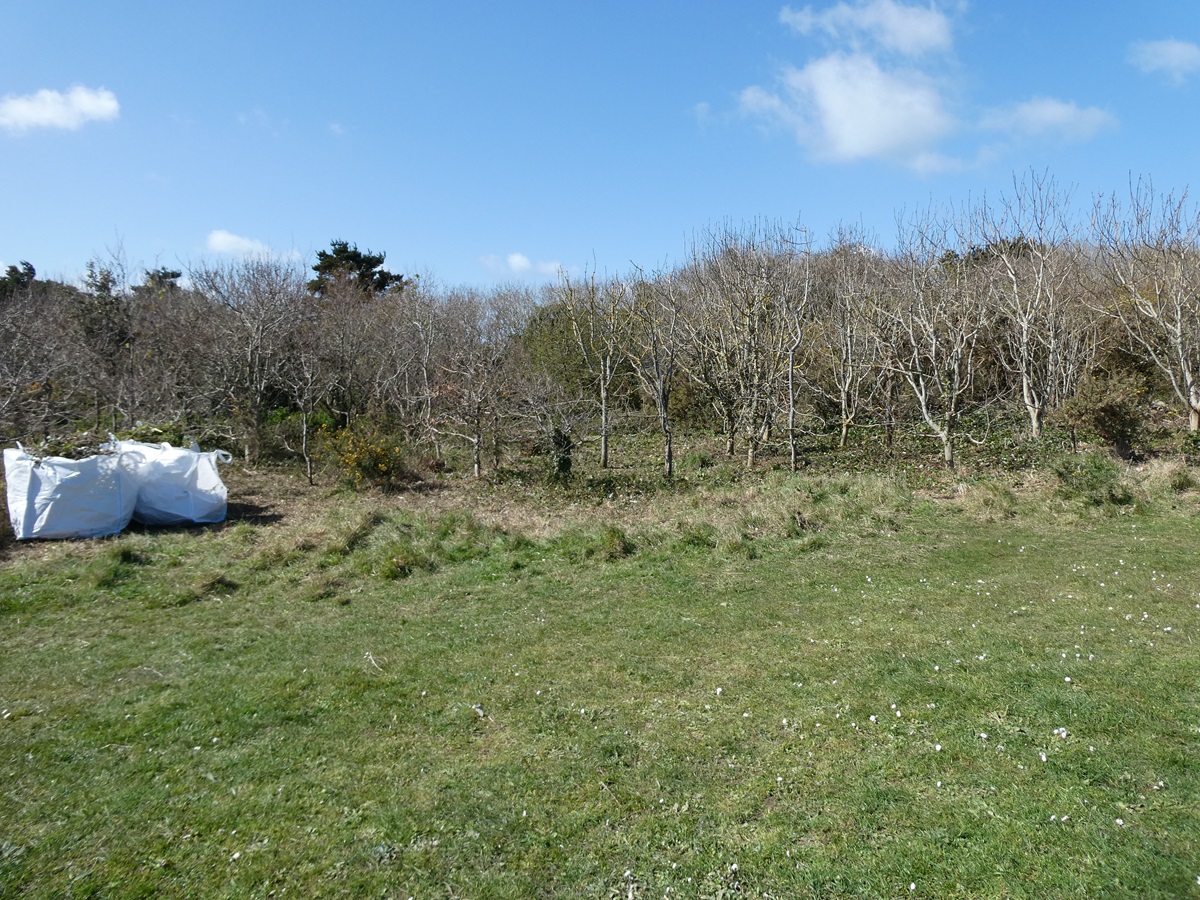 Guernsey Conservation Volunteers tweet media