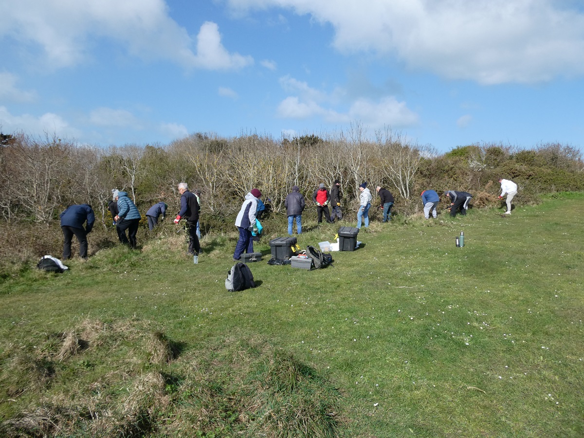 Guernsey Conservation Volunteers tweet media