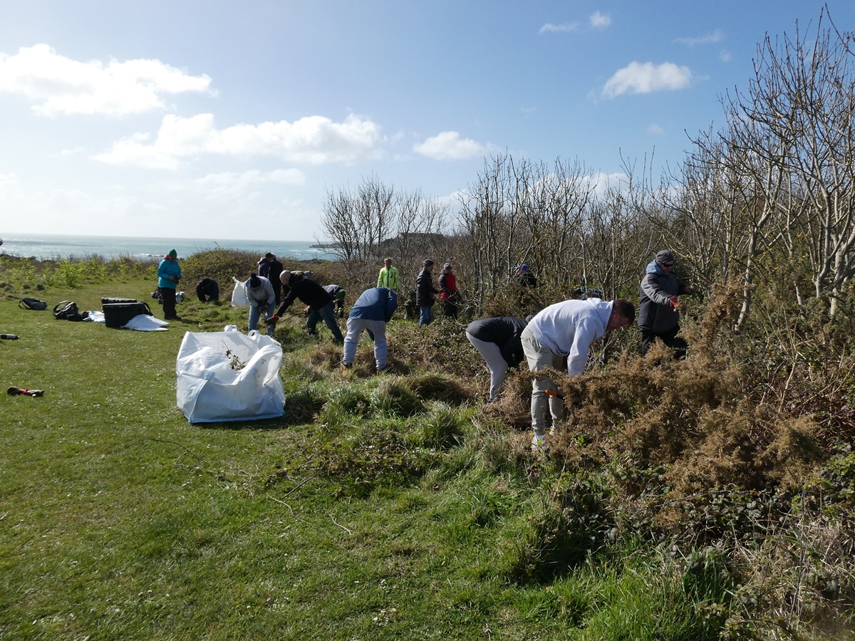 Guernsey Conservation Volunteers tweet media