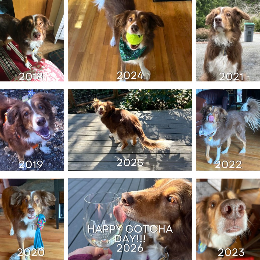 Pup Letters - Snorri & Finnegan & Banjo. tweet media