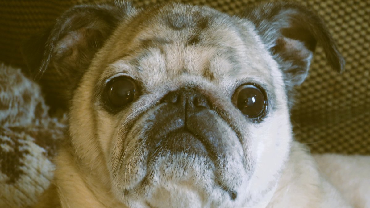 Matthew65413855's tweet image. #Pug #Pugs #dog #dogs #pets #Photography BOSCO