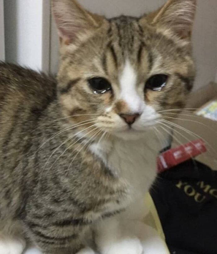 고양이는 왜 이럴까 tweet media