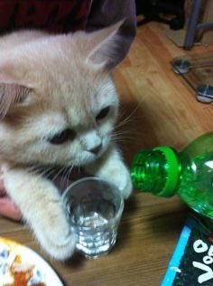 디엠좌 tweet media