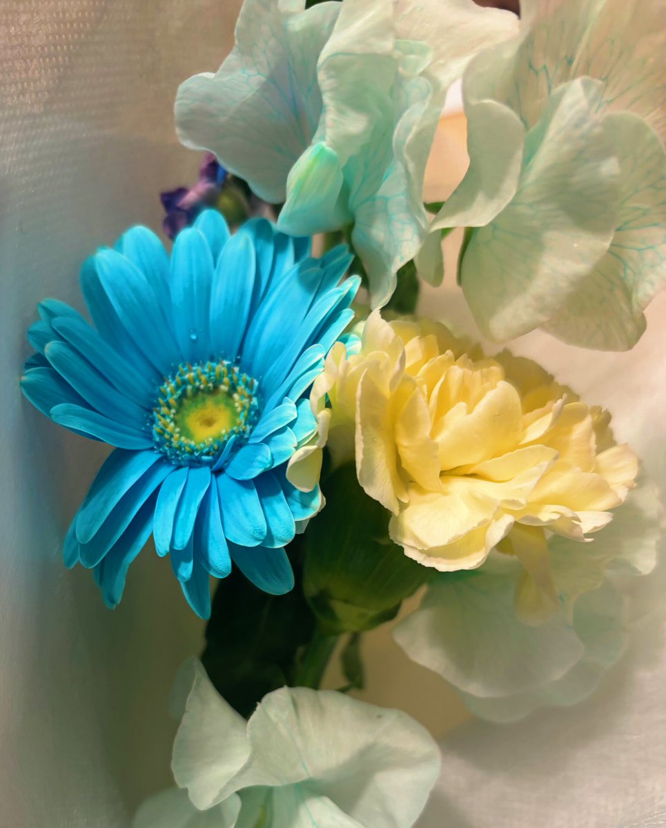 #貴族転生 最終話をご視聴いただき、ありがとうございました✨

ノアに出会えてよかった…！！全てに感謝です。

これから放送の地域の皆様、配信をご覧になる皆様もどうぞ最後までよろしくお願いいたします☺️

#すごノア