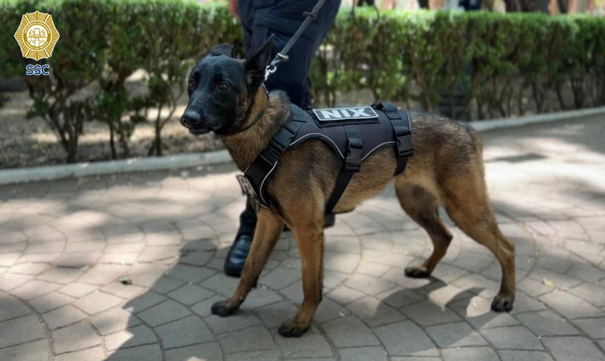 amarilloalarcon's tweet image. ‼️#MundialDeFutbol
Se incorporan nuevos ejemplares caninos a #PBI especializados para eventos masivos como la Copa Mundialista 2026

Binomios caninos Uzi, Atena, Berettay Nix tienen alto nivel de adiestramiento, disciplina y certificación

 Pastor Belga Malinois
@MVSNoticias