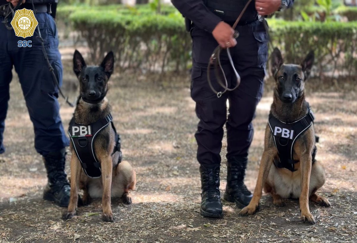 amarilloalarcon's tweet image. ‼️#MundialDeFutbol
Se incorporan nuevos ejemplares caninos a #PBI especializados para eventos masivos como la Copa Mundialista 2026

Binomios caninos Uzi, Atena, Berettay Nix tienen alto nivel de adiestramiento, disciplina y certificación

 Pastor Belga Malinois
@MVSNoticias