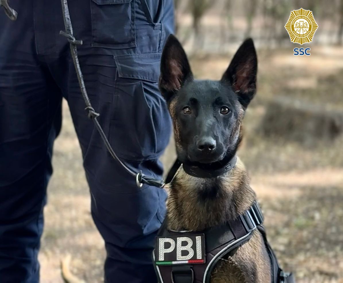 amarilloalarcon's tweet image. ‼️#MundialDeFutbol
Se incorporan nuevos ejemplares caninos a #PBI especializados para eventos masivos como la Copa Mundialista 2026

Binomios caninos Uzi, Atena, Berettay Nix tienen alto nivel de adiestramiento, disciplina y certificación

 Pastor Belga Malinois
@MVSNoticias