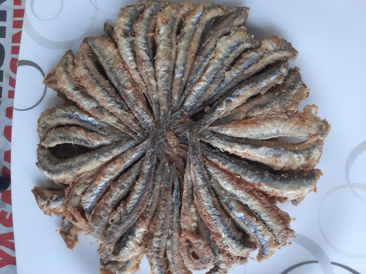 yuuhi dişi aslan tweet media