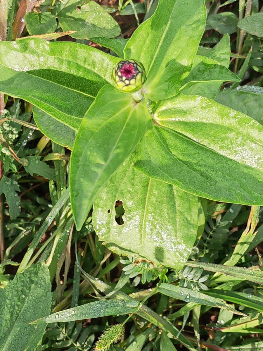 Giuseppe Mancini tweet media