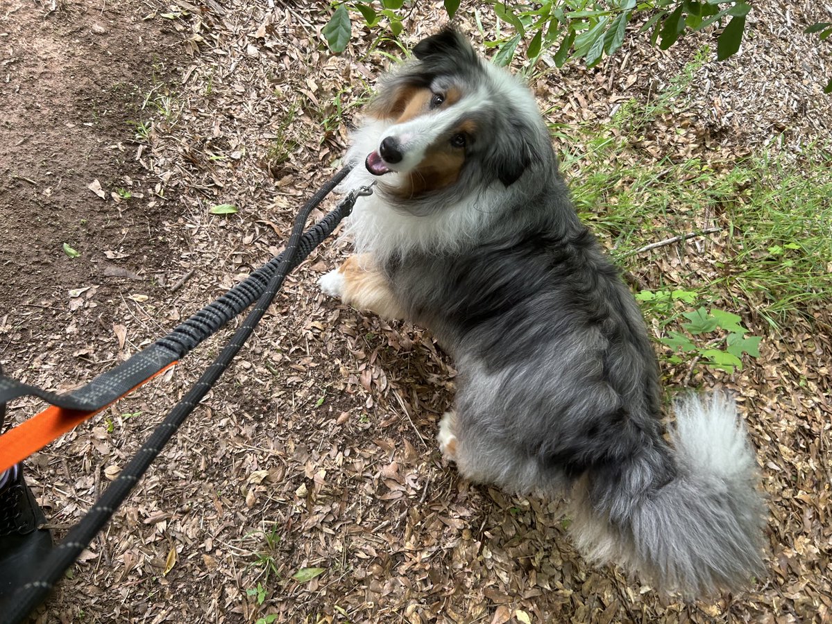 mavis (z) ≽ܫ≼ tweet media