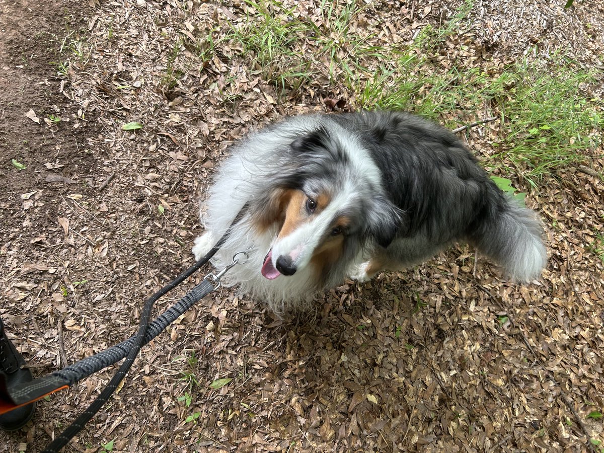 mavis (z) ≽ܫ≼ tweet media