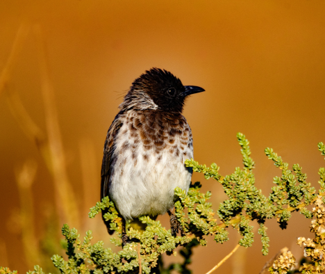 Saruni Basecamp tweet media