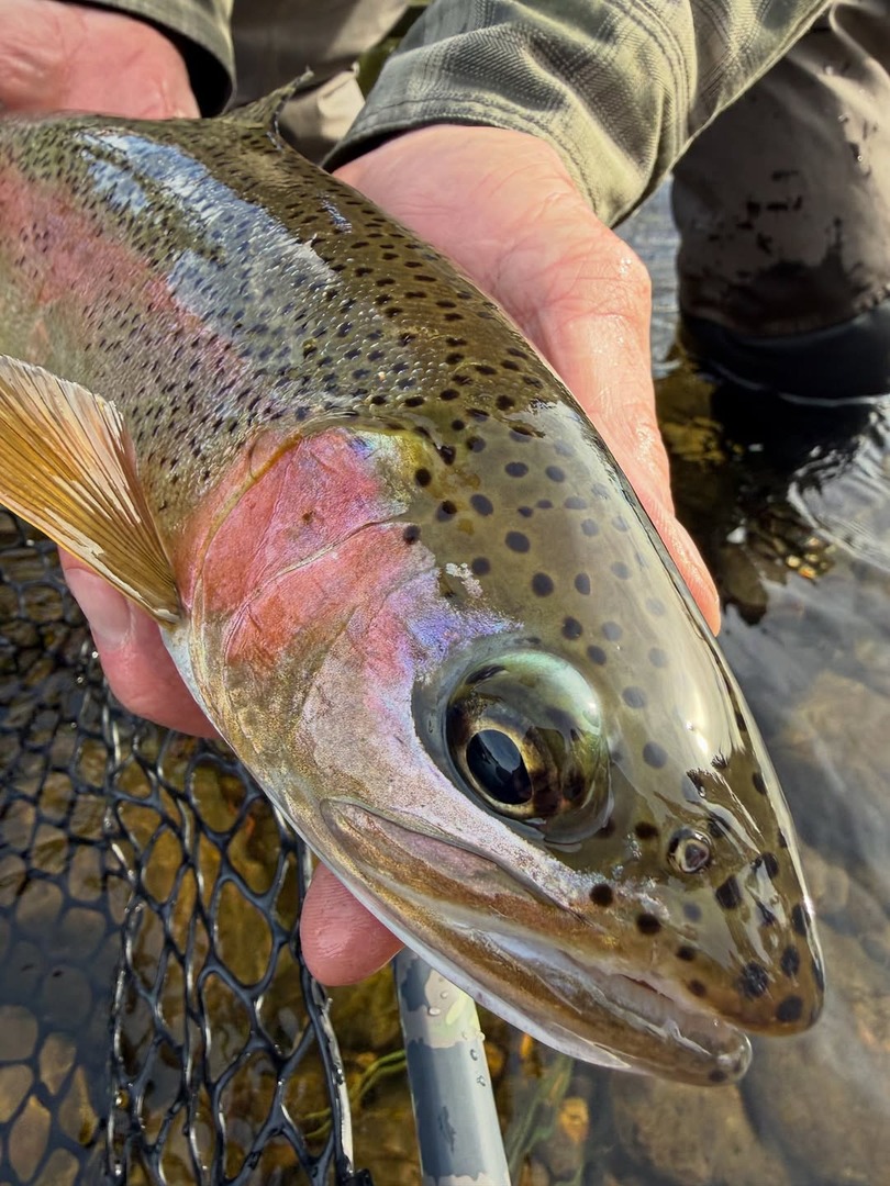 Western Montana's Glacier Country tweet media