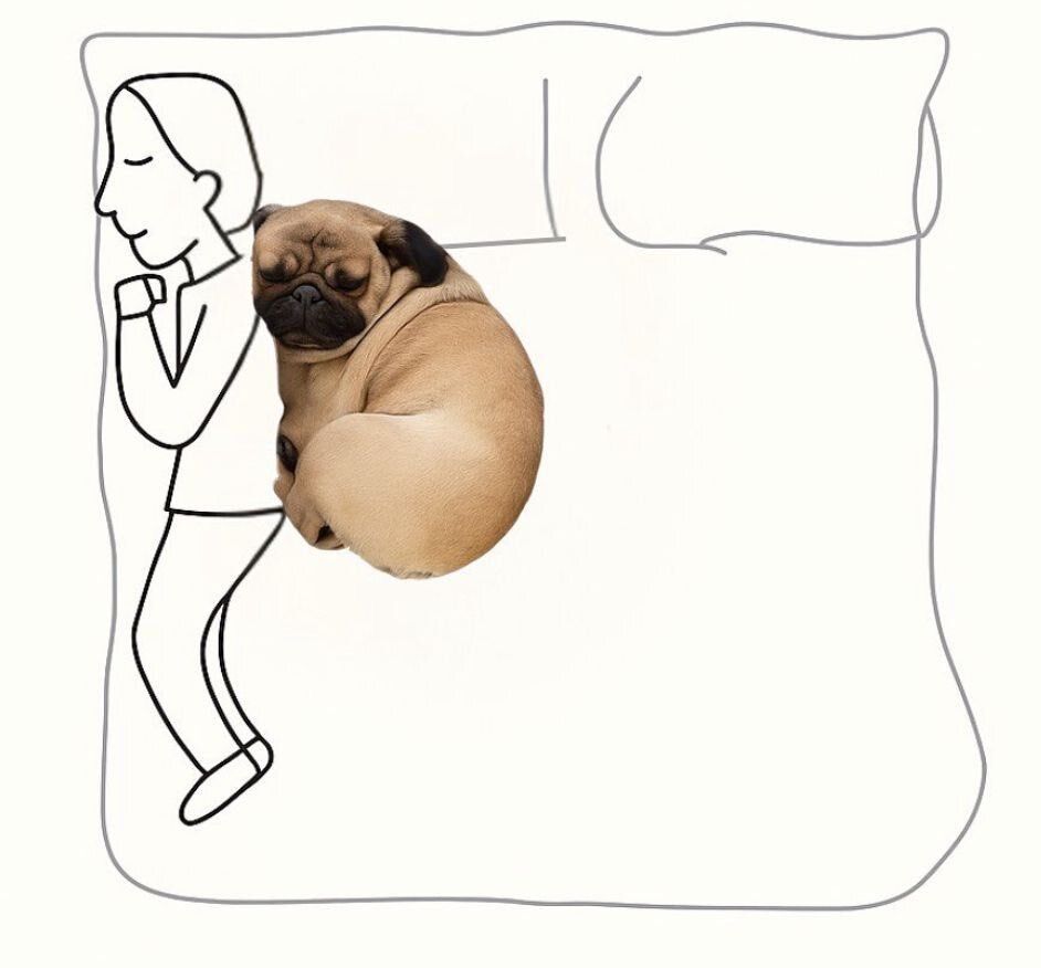 everything dogs 🐶 tweet media