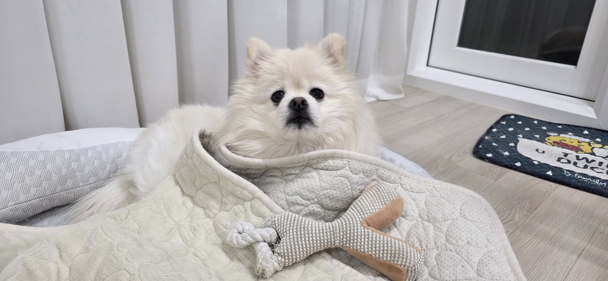 큐큐함폭 tweet media