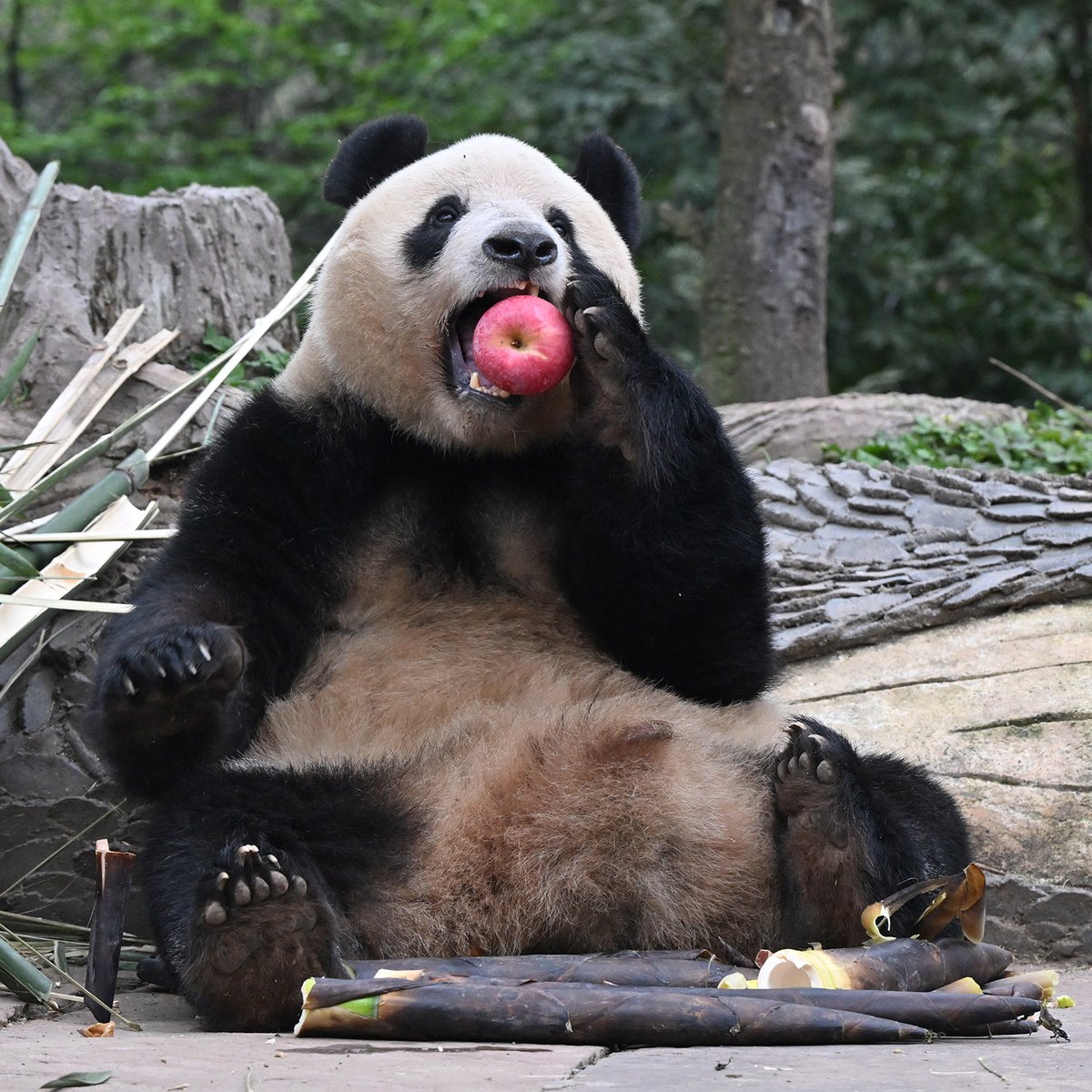 毎日パンダ tweet media